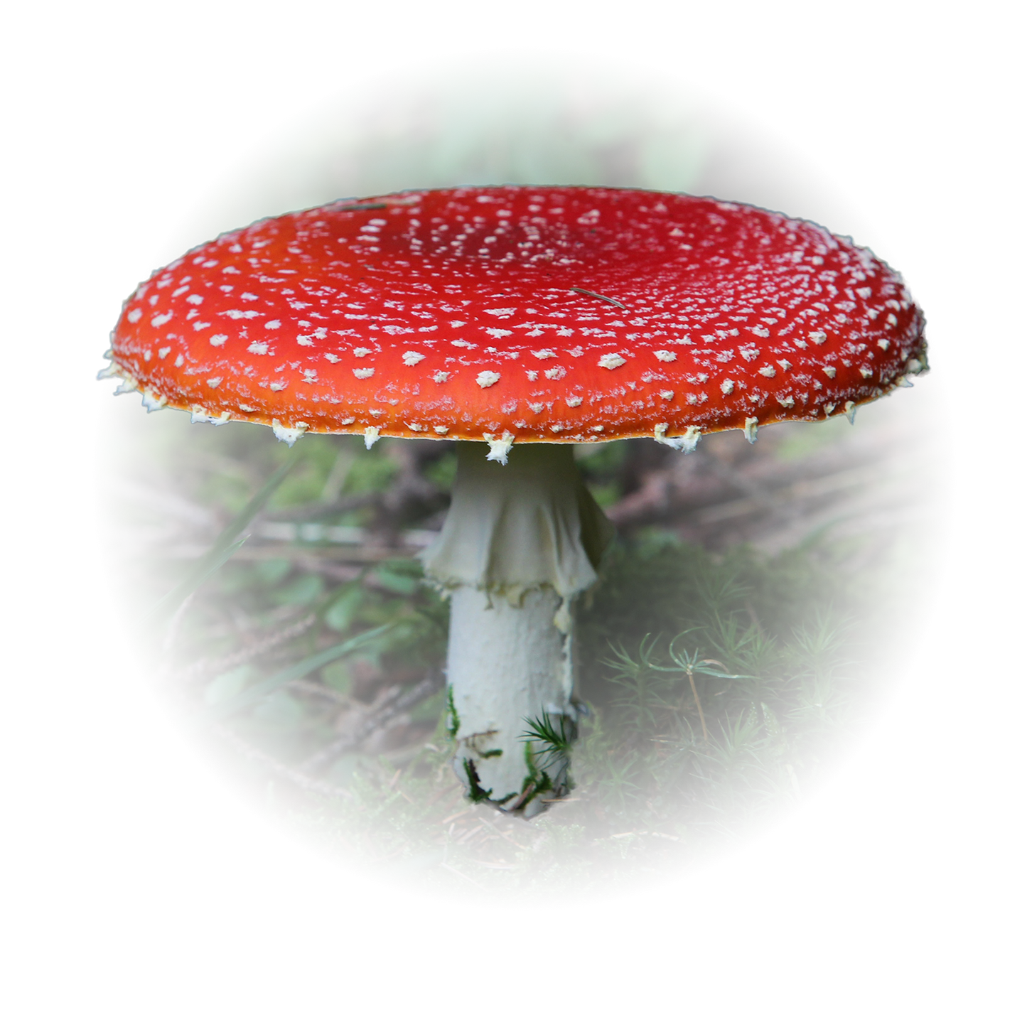 Amanita Mushroom Course